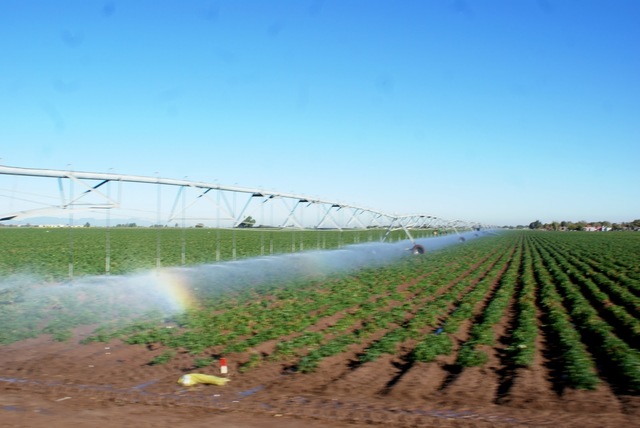Israel, pionero en desarrollo de sistemas de riego.