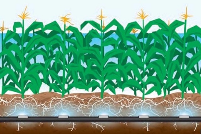 Nuevos distritos de Riego y desarrollo de fertilización paralela al goteo