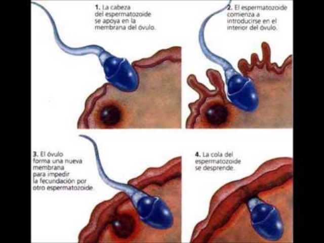 ETAPAS fecundación: