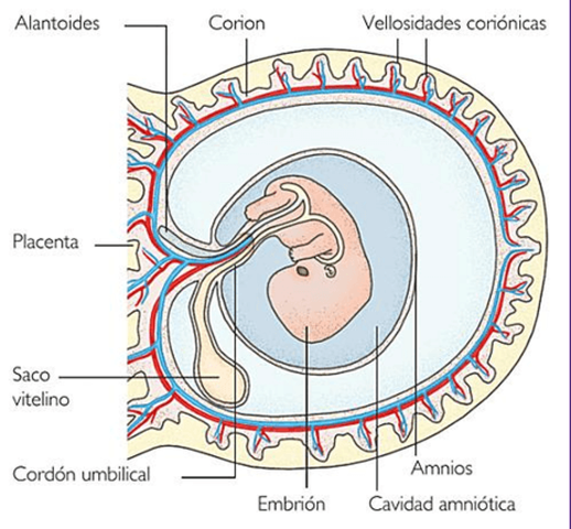 Estructuras que asisten al embrión: