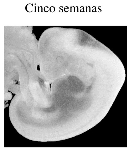Embrión 5 semanas.