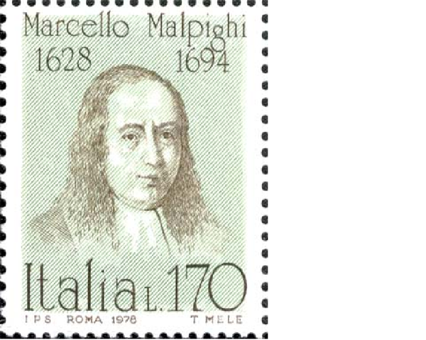 Marcelo Malpighi