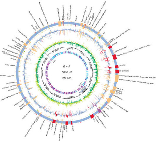 E. Coli Genome Sequenced