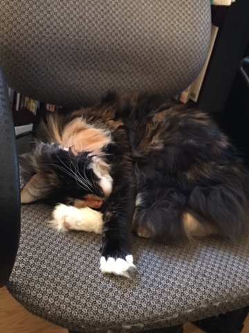 Hung out with my cat