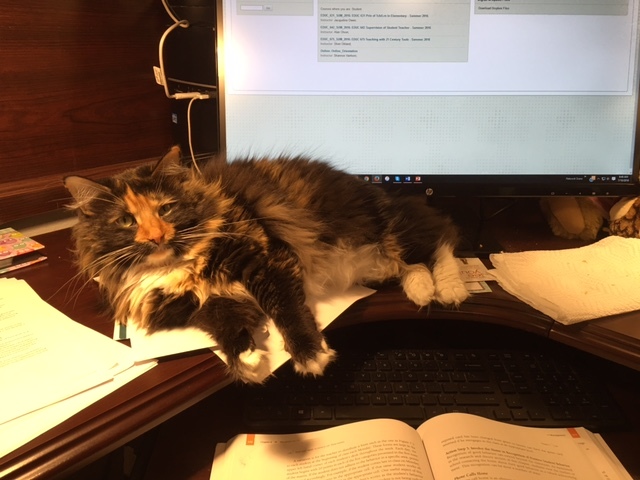 Did homework with my cat