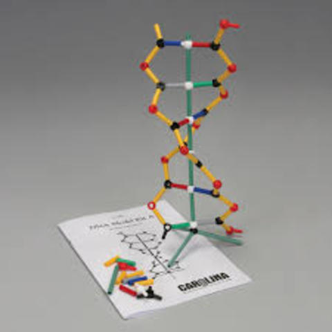 Create model of DNA