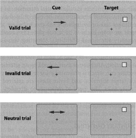 BBeispiel für das Cuing Paradigma, Posner