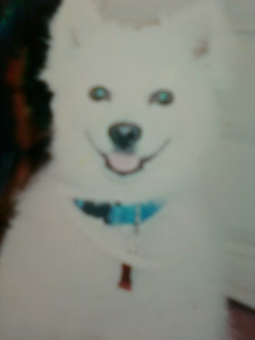 First Family Pet/Dog