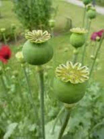 Opium for Medical Use