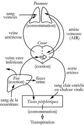 Conception galénique de la circulation