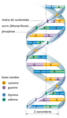 Watson et Crick (1953)