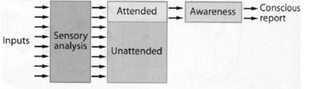 Evidenz für Verarbeitung auf globaler Ebene, Interlaub