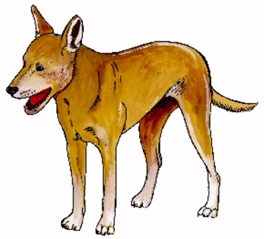 Dingo (2000 B.C)