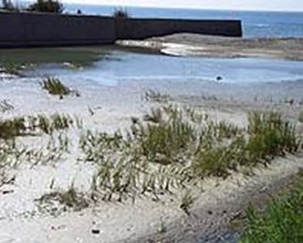 La Organización Mundial de la Salud (OMS)