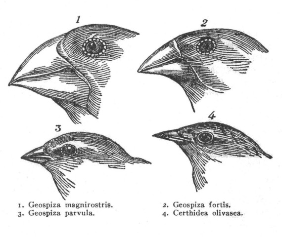 Theory of Natural Selection