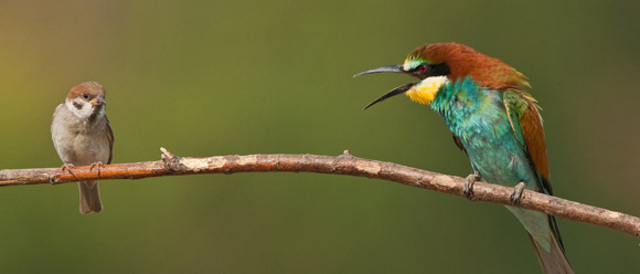 Sostenibilidad Fuerte/Debil