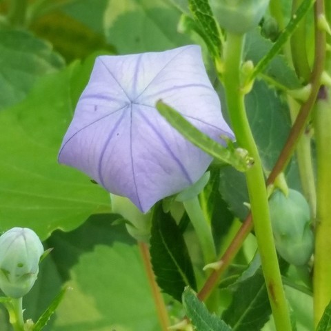 Balloon Flower