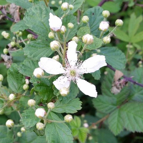 Blackberry Blossoms