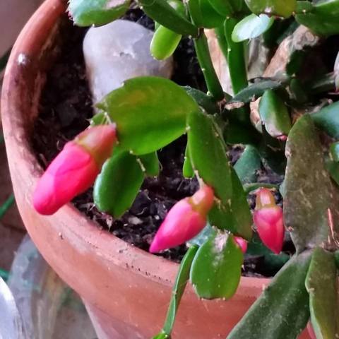 Christmas Cactus