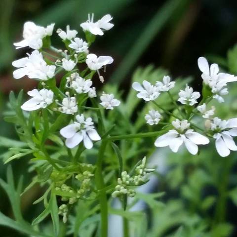 Cilantro Flowers