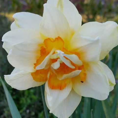 Daffodil
