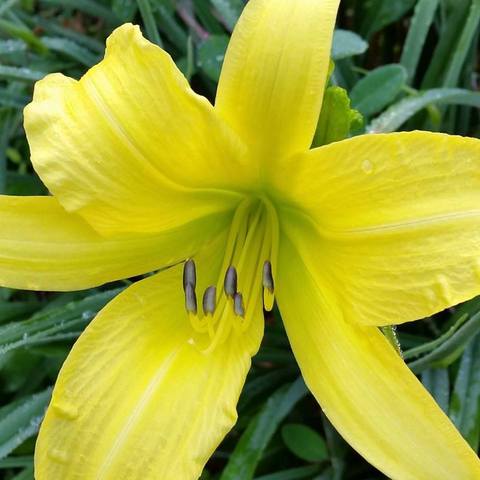 Daylily