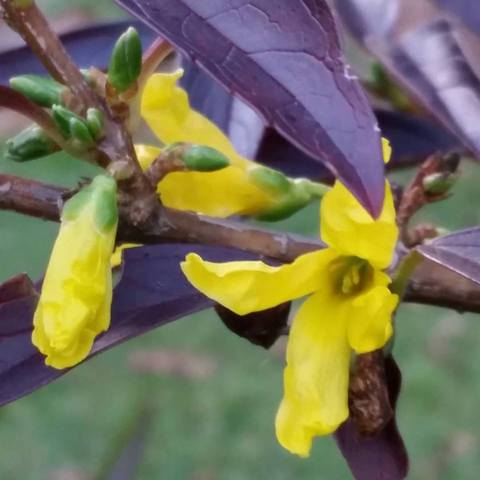Forsythia