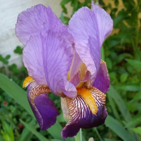 Iris