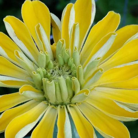 Zinnia