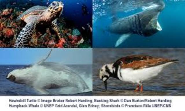 Convención sobre conservación de especies migratorias (CMS).