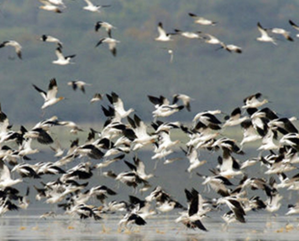 Plan de Manejo de Aves Acuáticas de Norteamérica (NAWMP)