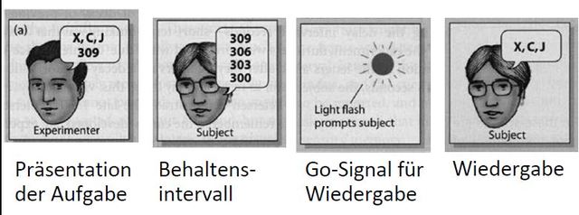 Brown-Peterson Paradigma