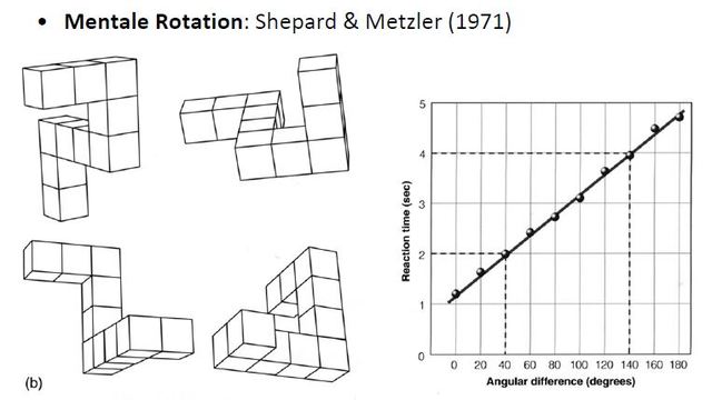 Mentale Rotation, Shepard+Metzler