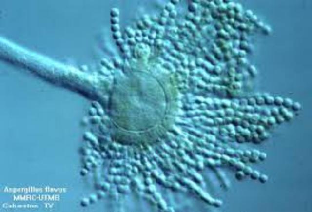 Observaciones microscópicas de hongos