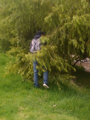 Selección de estacas