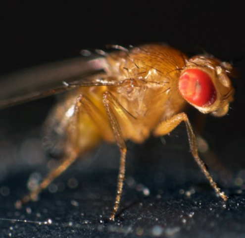 Mosca da Fruta, primeiro ser vivo