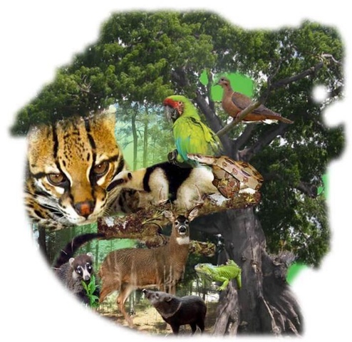 Ley General De Vida Silvestre