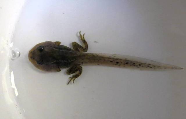 Tadpole With Two Legs