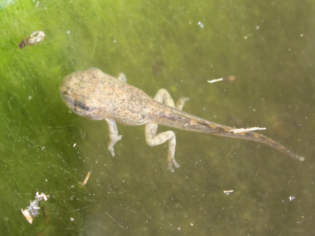 Tadpole With Four Legs