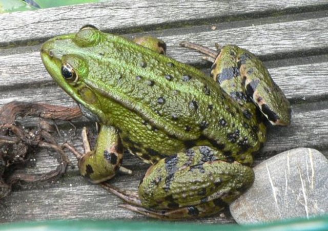 Adult Frog