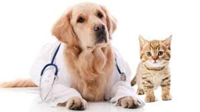 Quiero una veterinaria