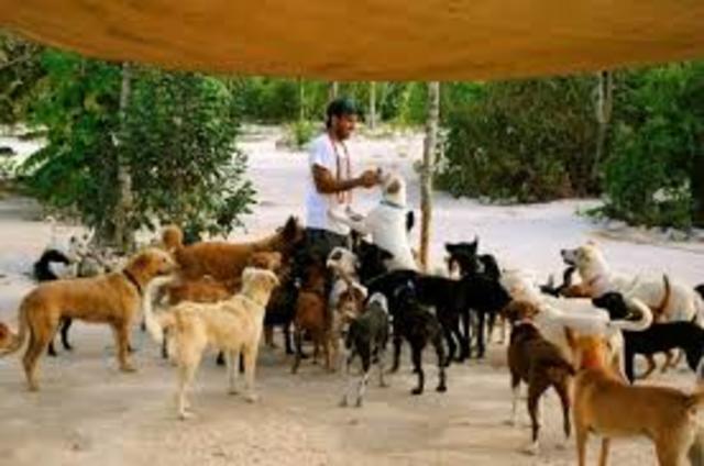 Re fugio para animales