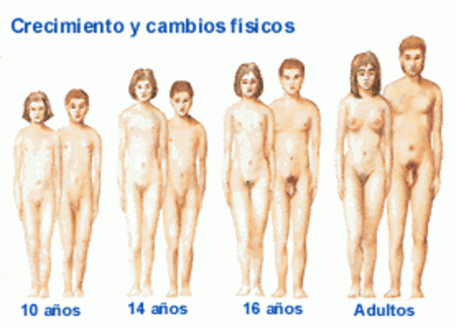 CAMBIOS DE LOS ÓRGANOS SEXUALES