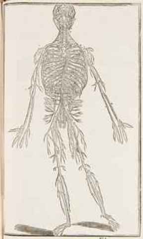 Hieronimus fabricius