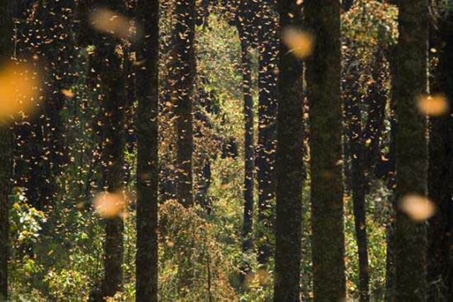 Reserva de la biosfera de la Mariposa Monarca