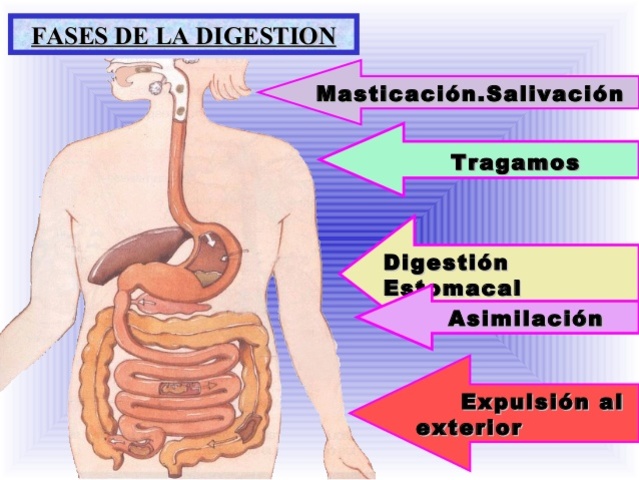 Fases de la digestión