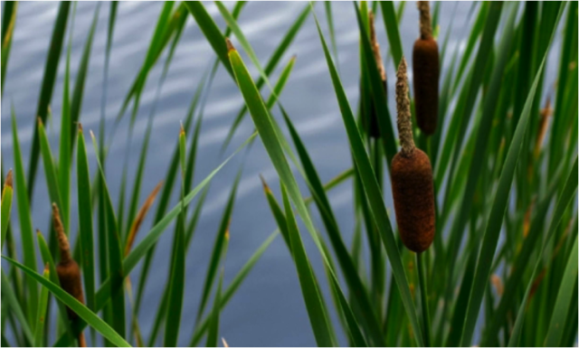 First Grasses and Mass Extinction