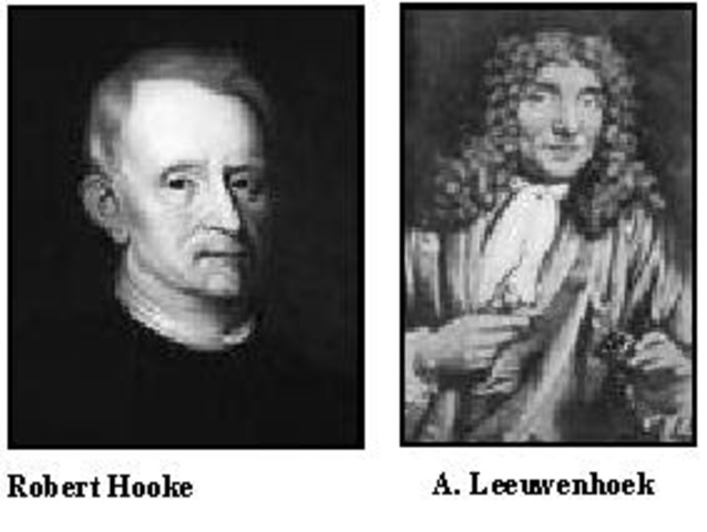 Anthony Leuwenhoech y  Robert Hooke,