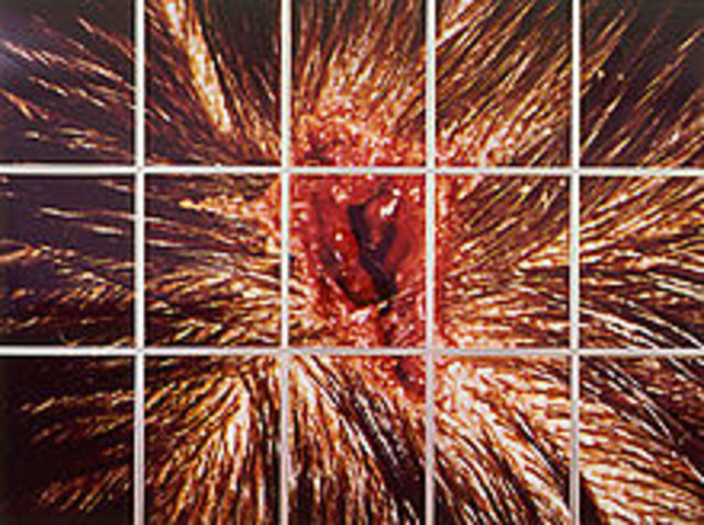 "Freeze" - Damien Hirst Exhibition