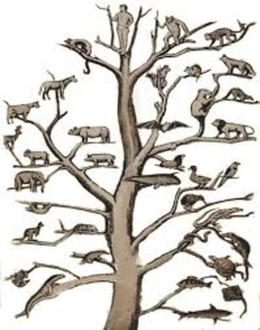 Perspectiva etológica